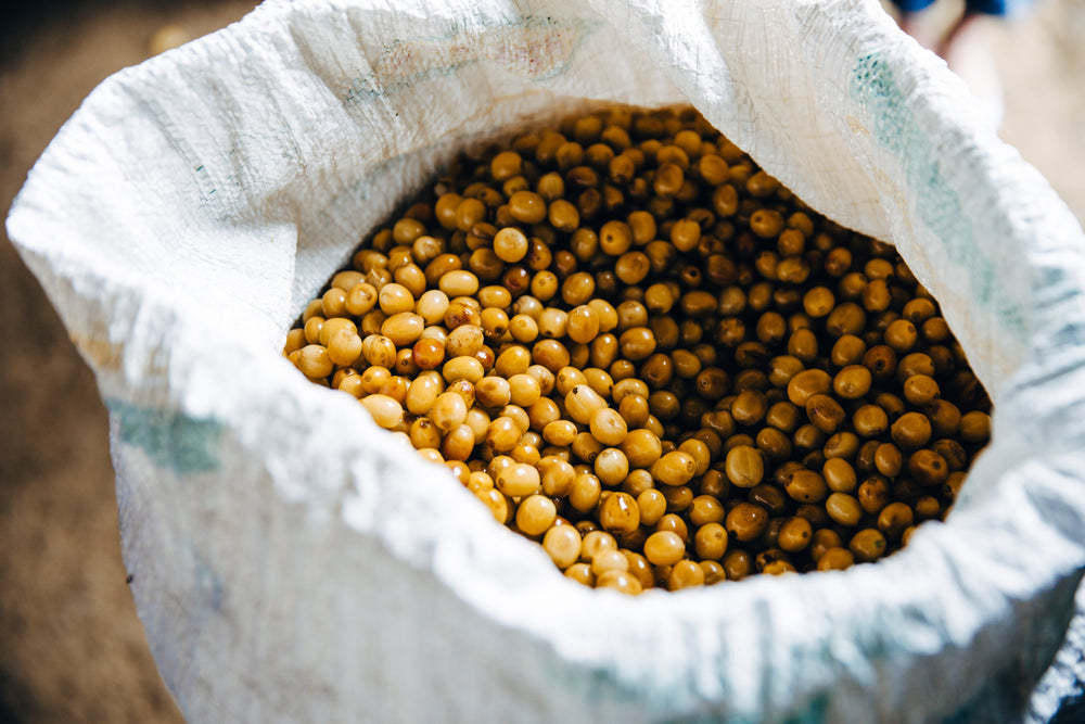 golden coffee beans after harvest