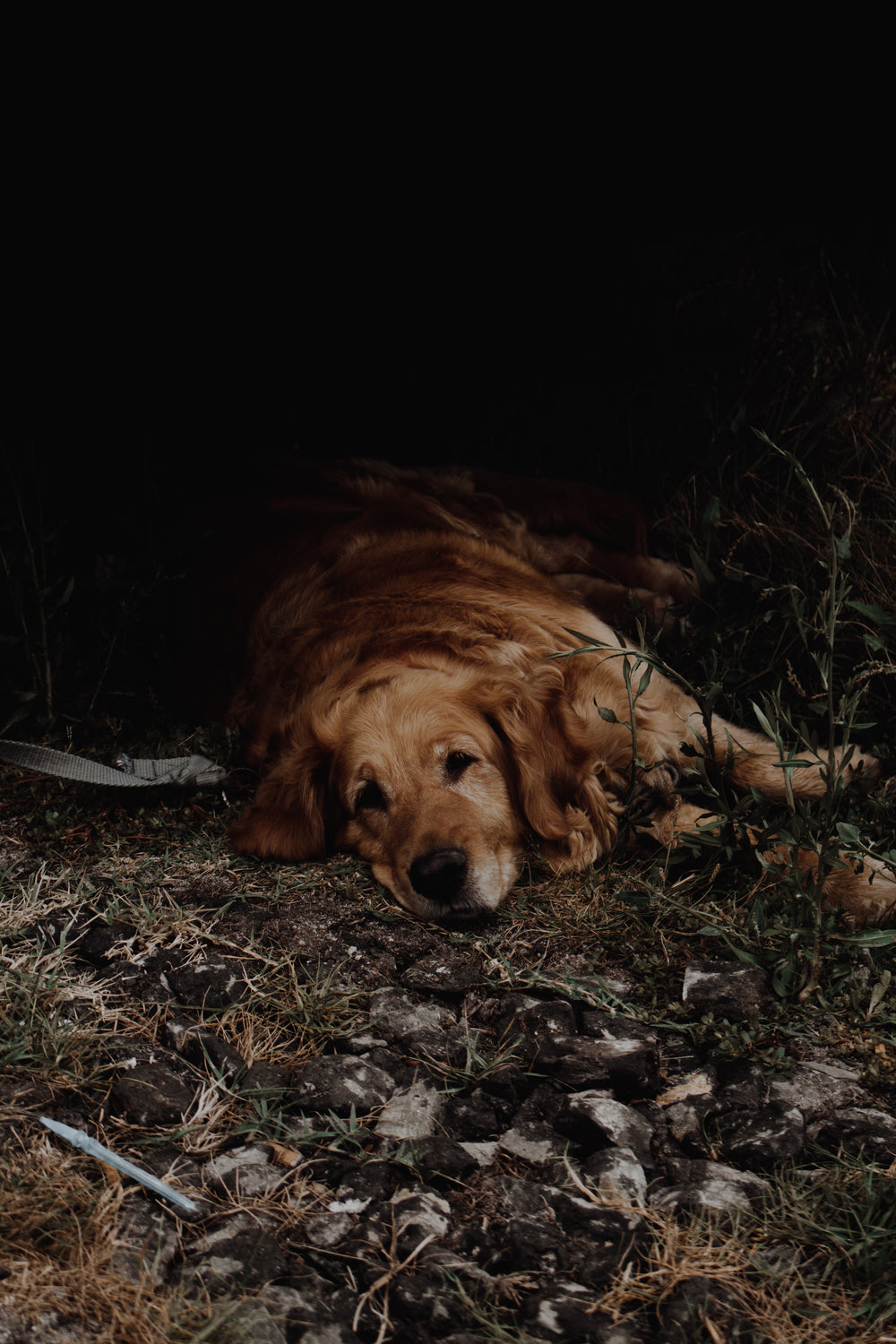 golden dog in the shade