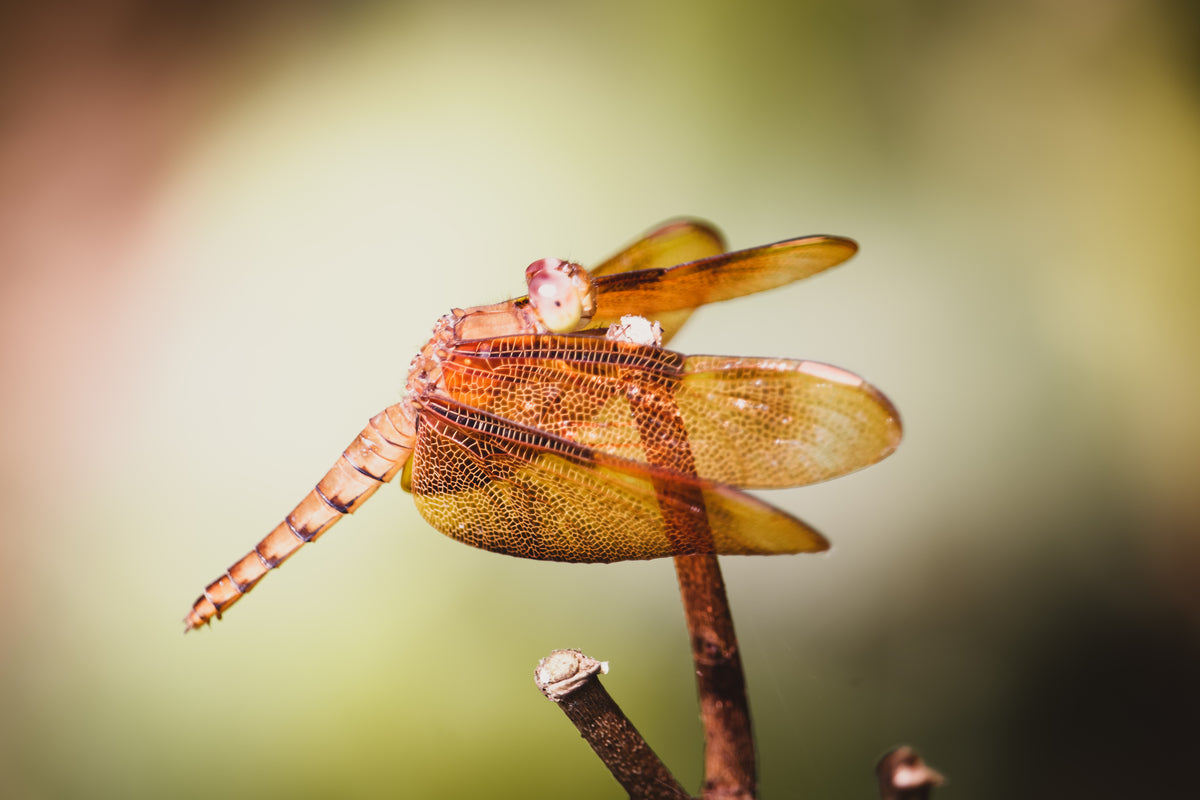 golden dragonfly perched on tip of branch