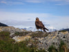 golden eagle atop mountain