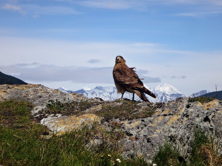 golden-eagle-atop-mountain.jpg?width=746&format=pjpg&exif=0&iptc=0