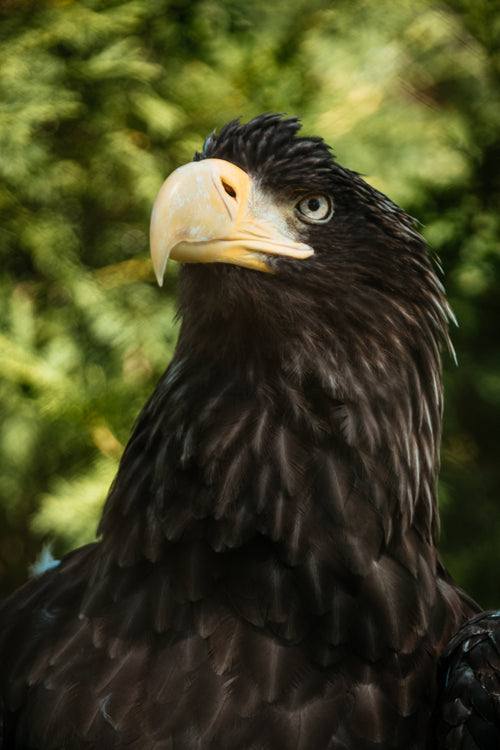 golden eagle face and beak