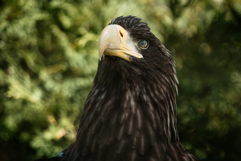 golden eagle face close