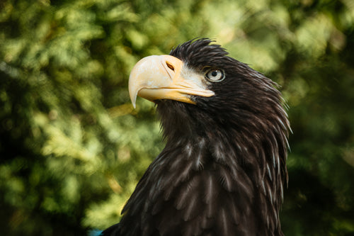 golden eagle face stoic close