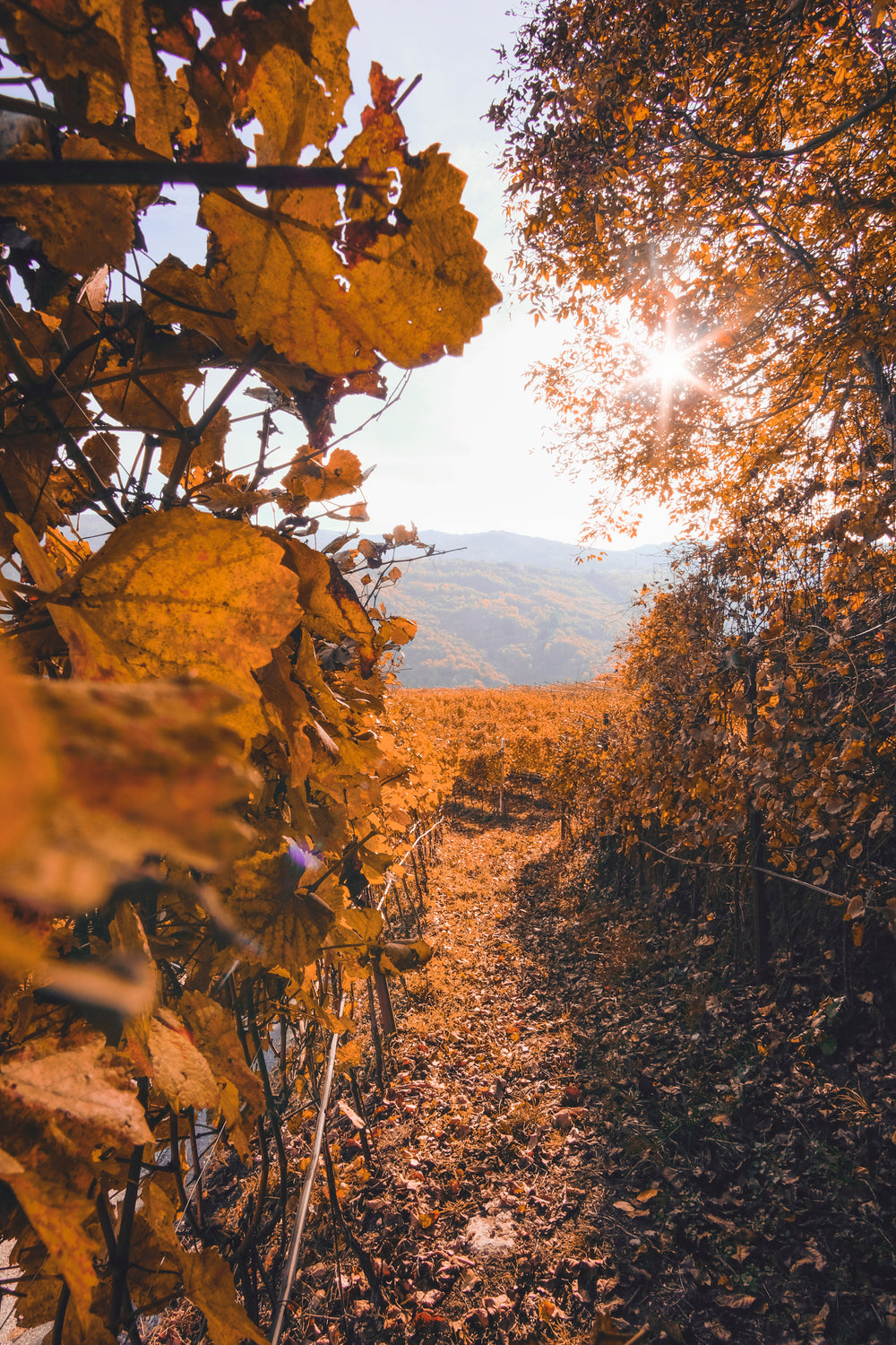 golden fall walkway leading to hills