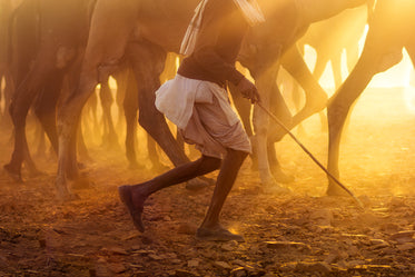 golden light bathes a person and animals