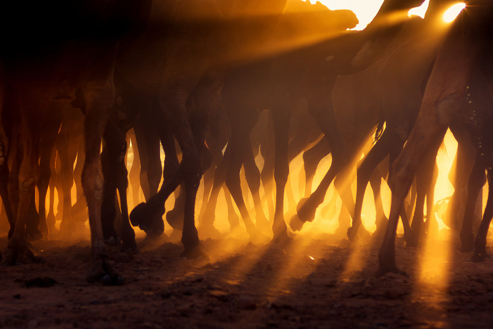 golden light beams and animals legs