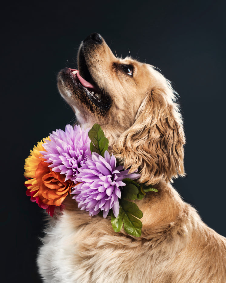 golden-spaniel-dog-portrait.jpg?width=74