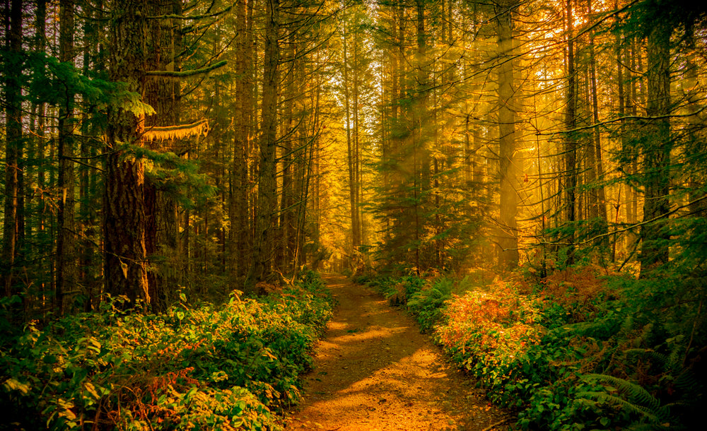 golden sunbeams flood winding dirt path in coastal forest