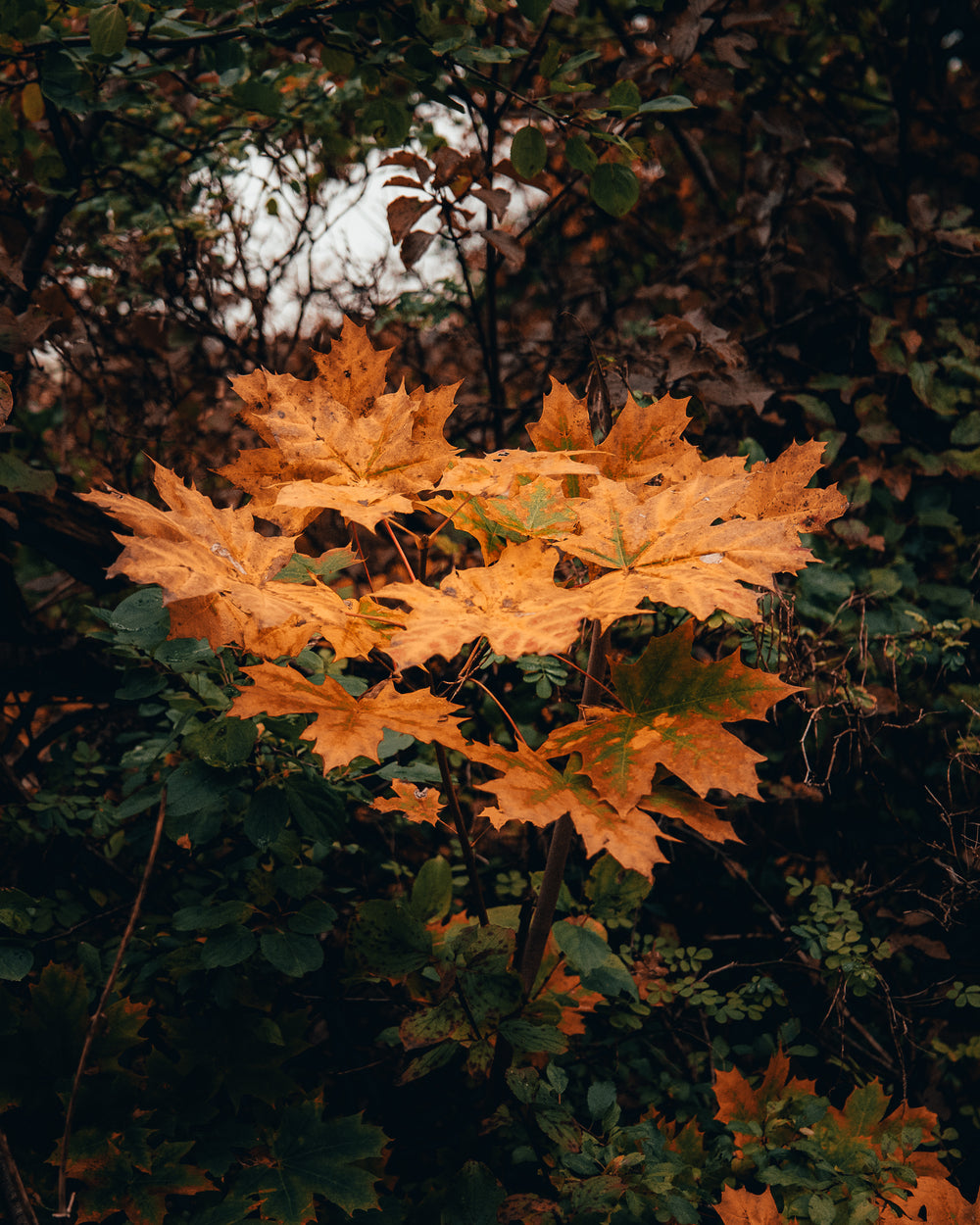 golden yellow maple leafs in a forest