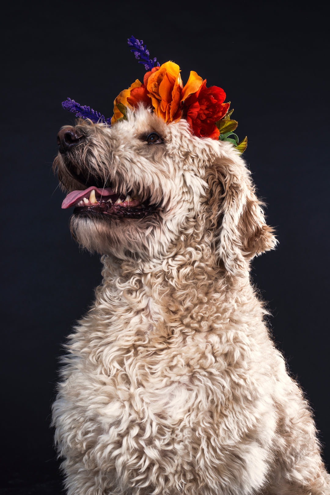 Golden doodle con corona de flores — imagen alegre para el sorteo Celtok