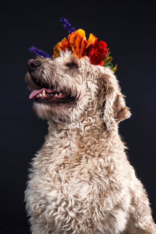 goldendoodle wearing flowers