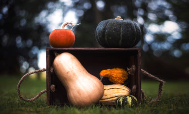 gourds in crate