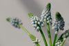 grape hyacinths against gray background