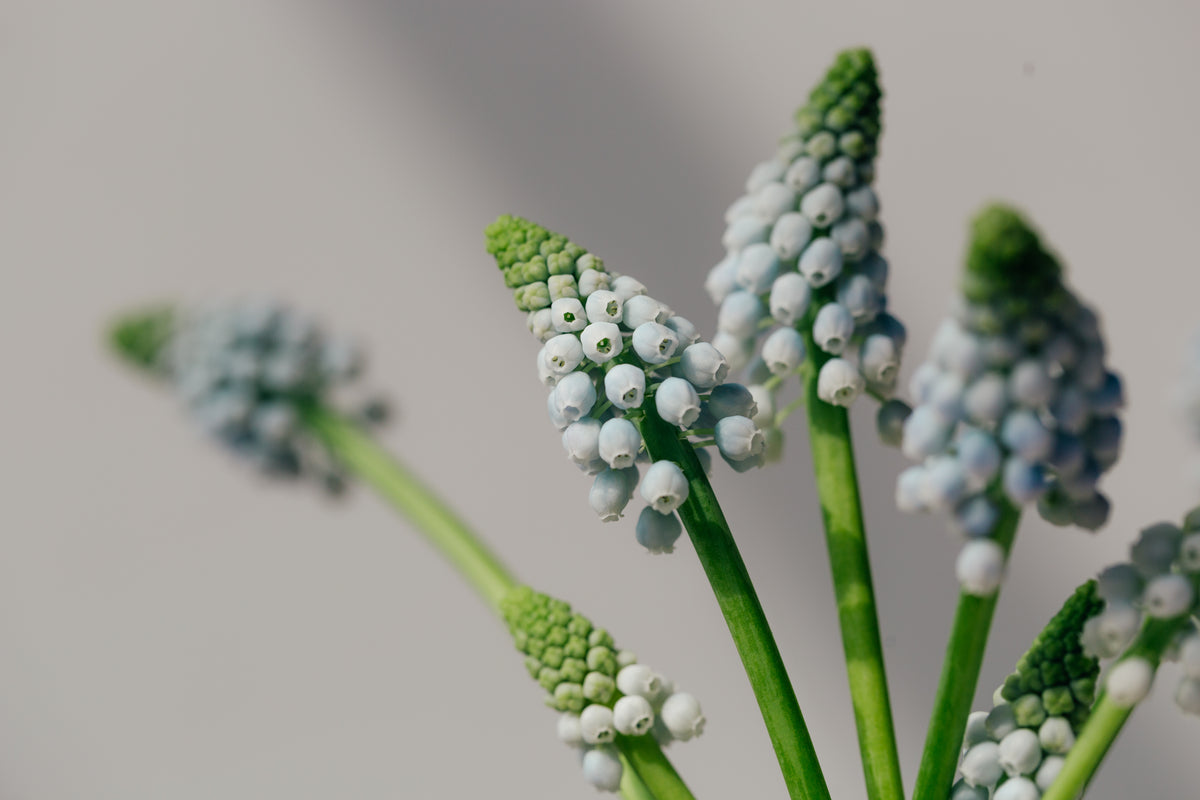 grape hyacinths against gray background