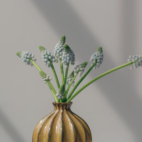 Grape Hyacinths In Vase