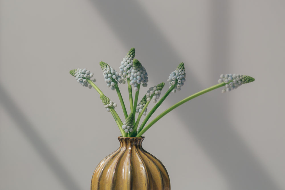 grape hyacinths in vase