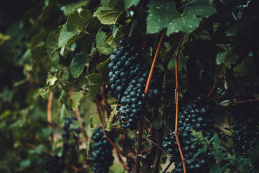 grapes on the vine