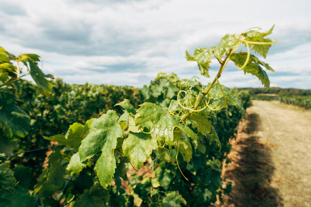 grapevine reaches out to the sun