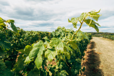 grapevine reaches out to the sun