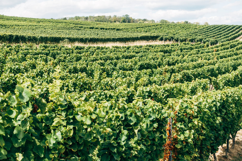 grapevines across the landscape