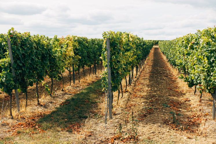 Grapevines For Days