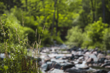 grass by creek