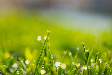 grass with water drops balanced on each blade