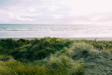 grassy beach view