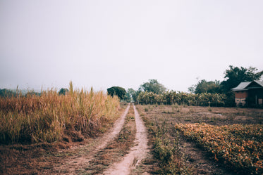 grassy farm track