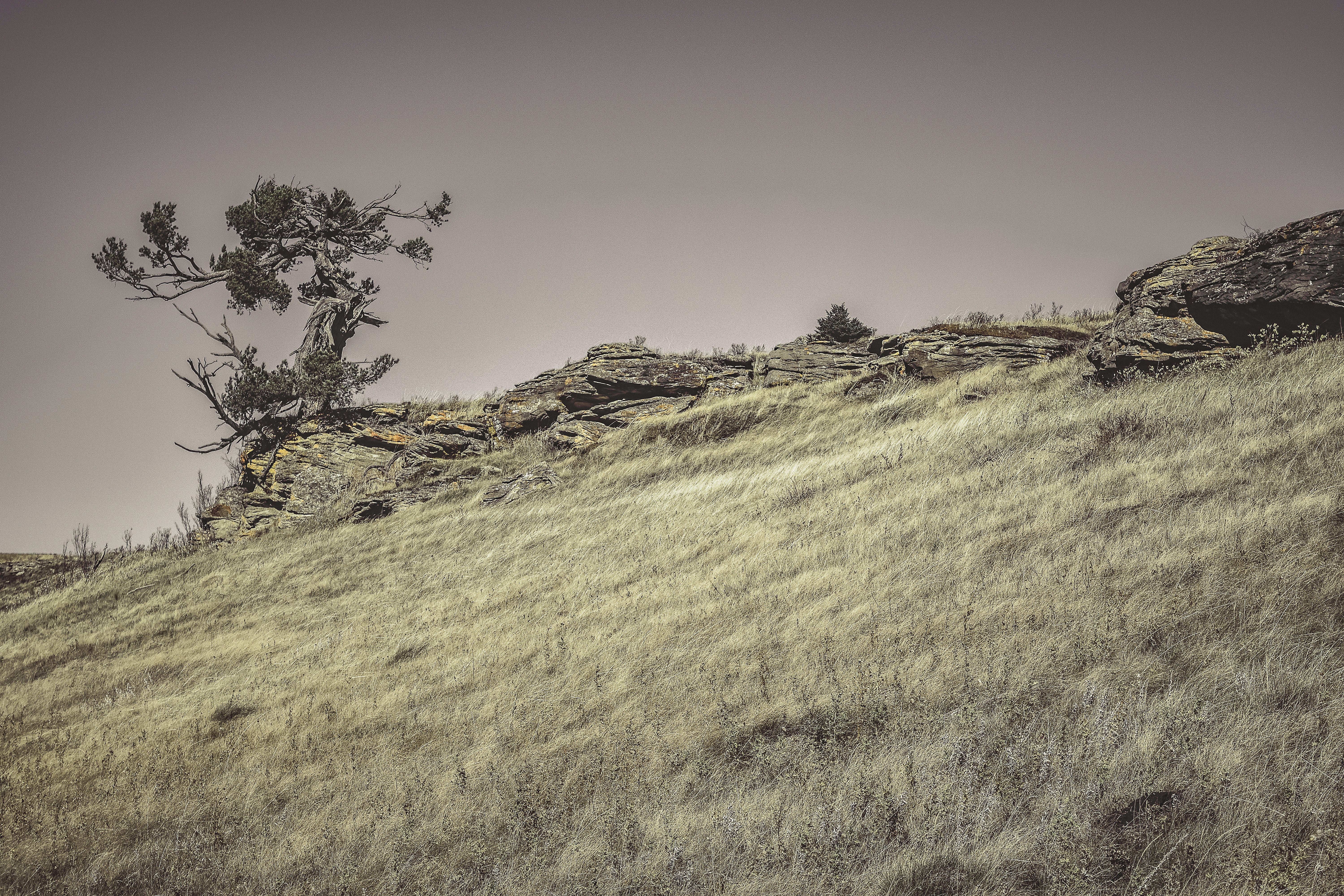 Grassy Hillside On Image & Photo (Free Trial)