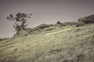 grassy hillside with gnarly tree