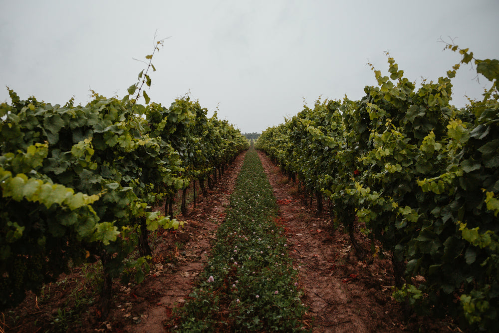 grassy path through vineyard