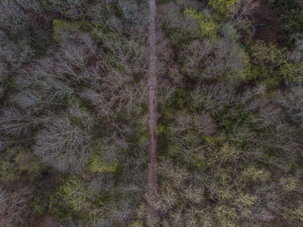 gravel path goes through the middle of a forrest