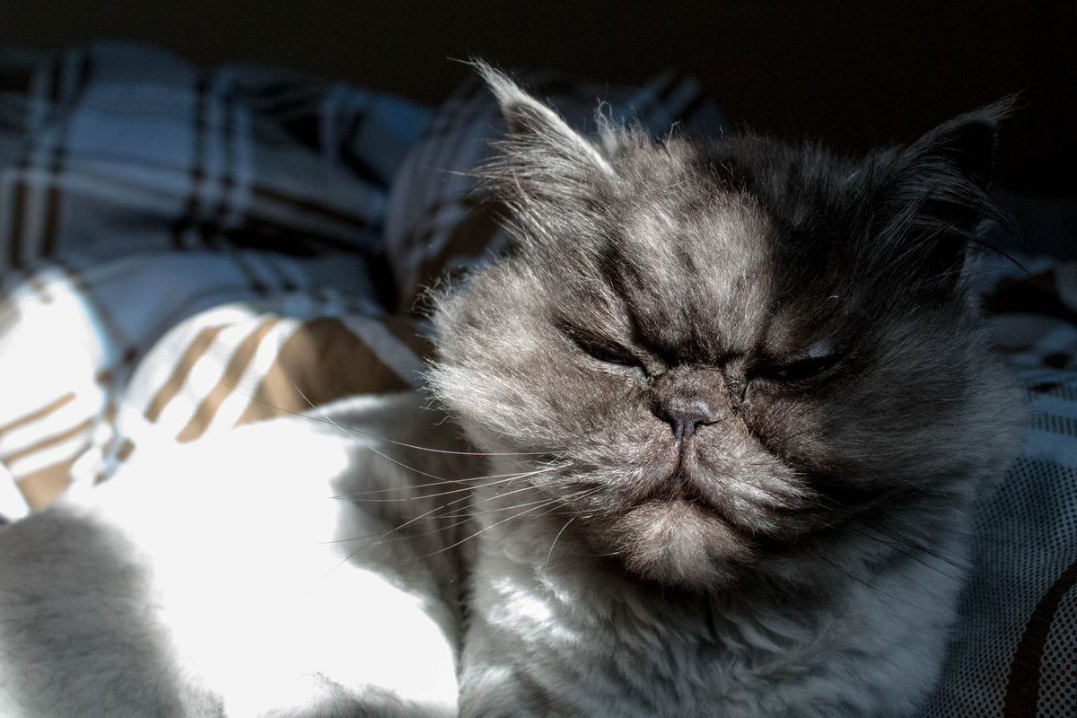 在阳光下摆姿势的灰猫