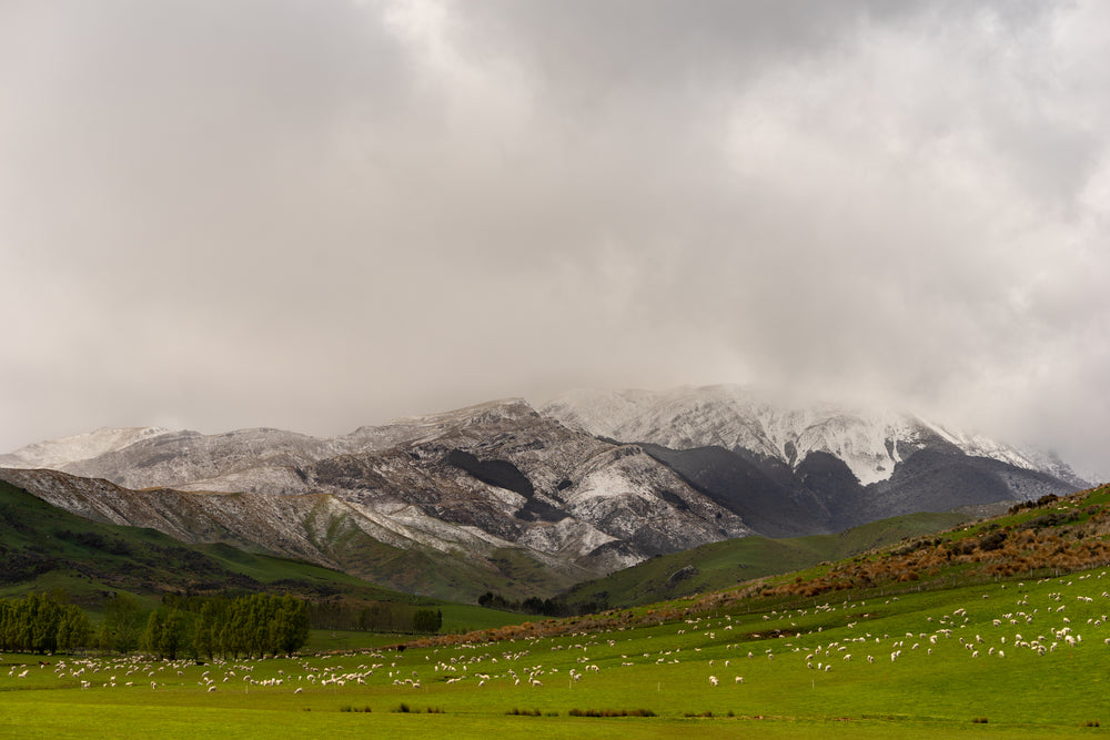 grazing sheep below snowy mountain