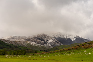 grazing sheep below snowy mountain