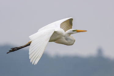 great egret mid flight under cloudy sky