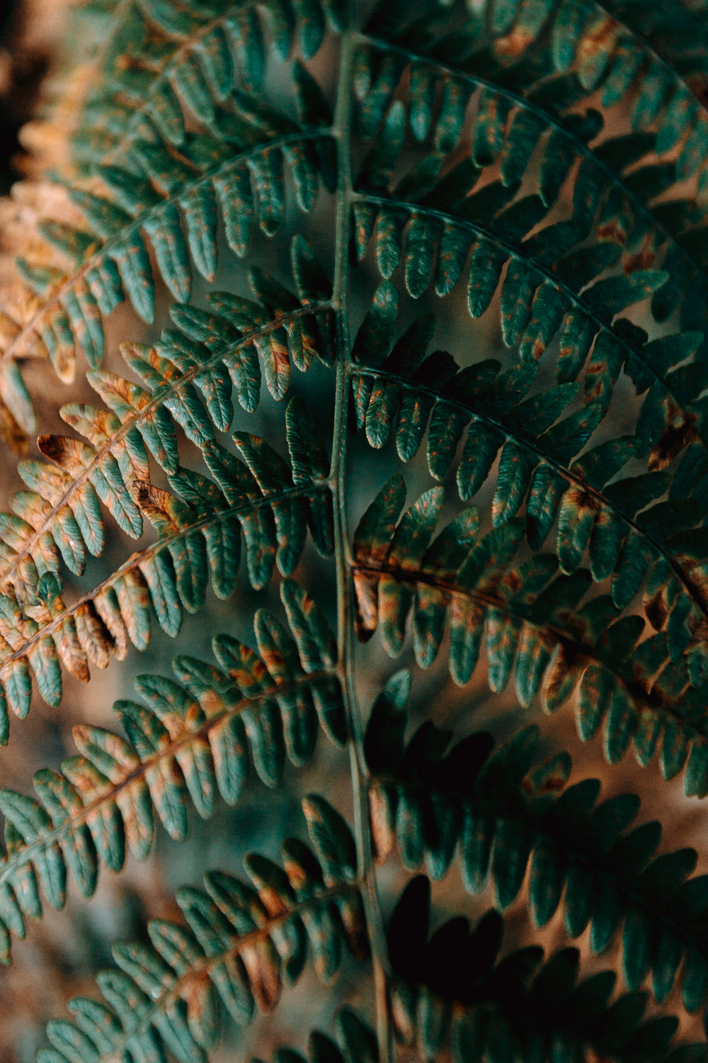 green and orange textured fern leaf