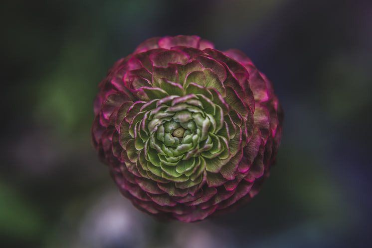 粉紅花