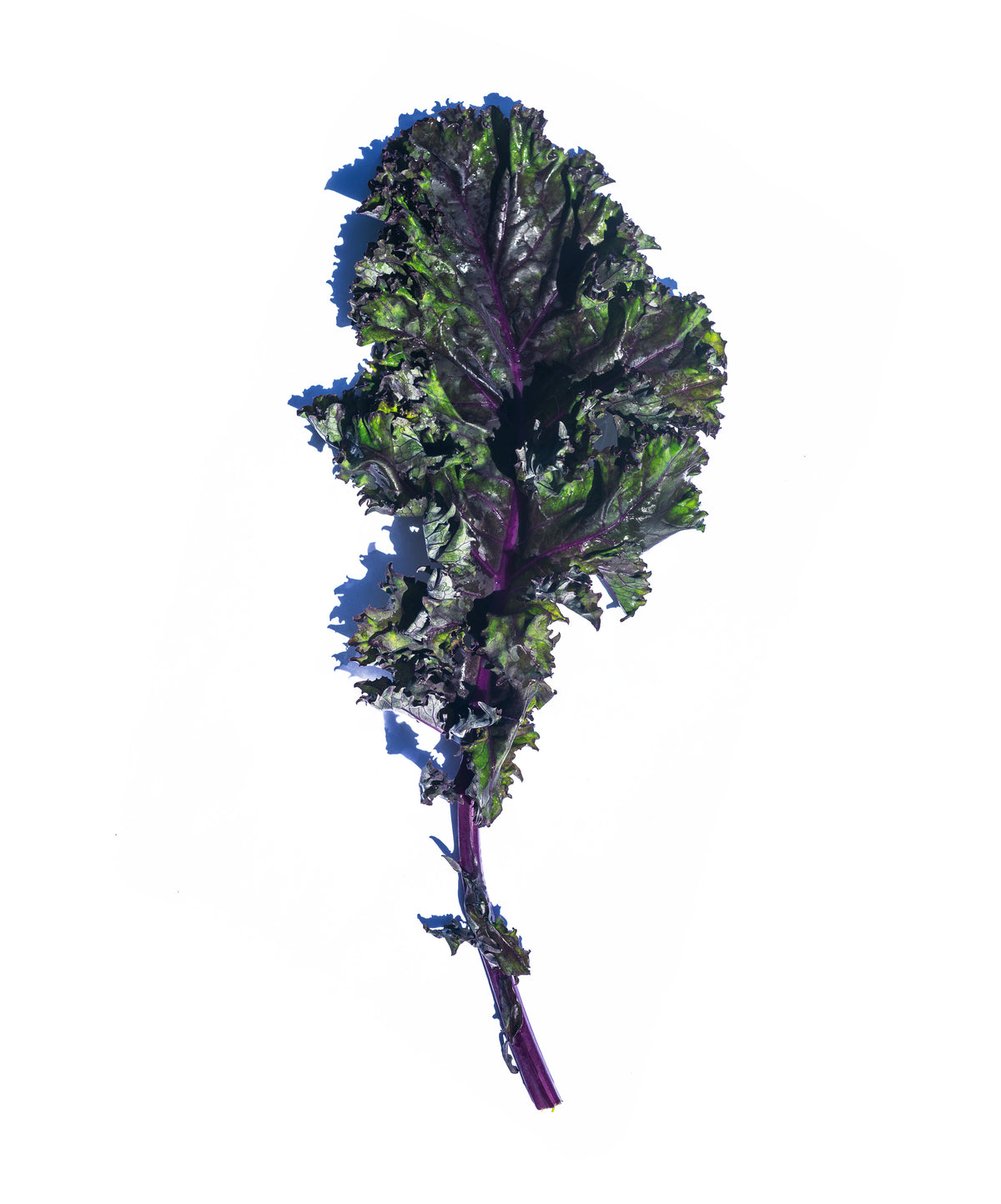 green and purple kale leaf curled on white surface