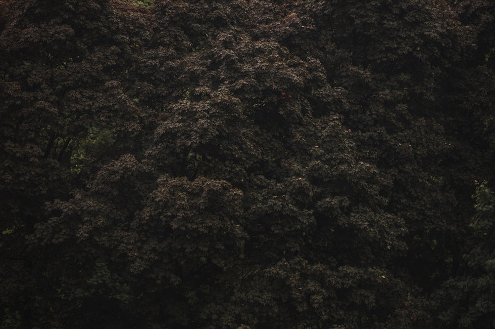 green and purple leaves in the evening