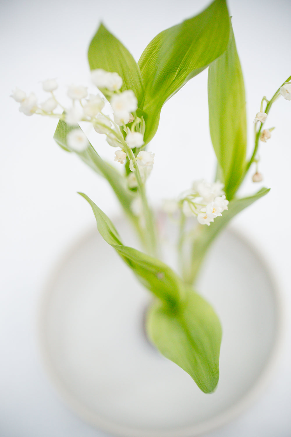 green and white flower close up