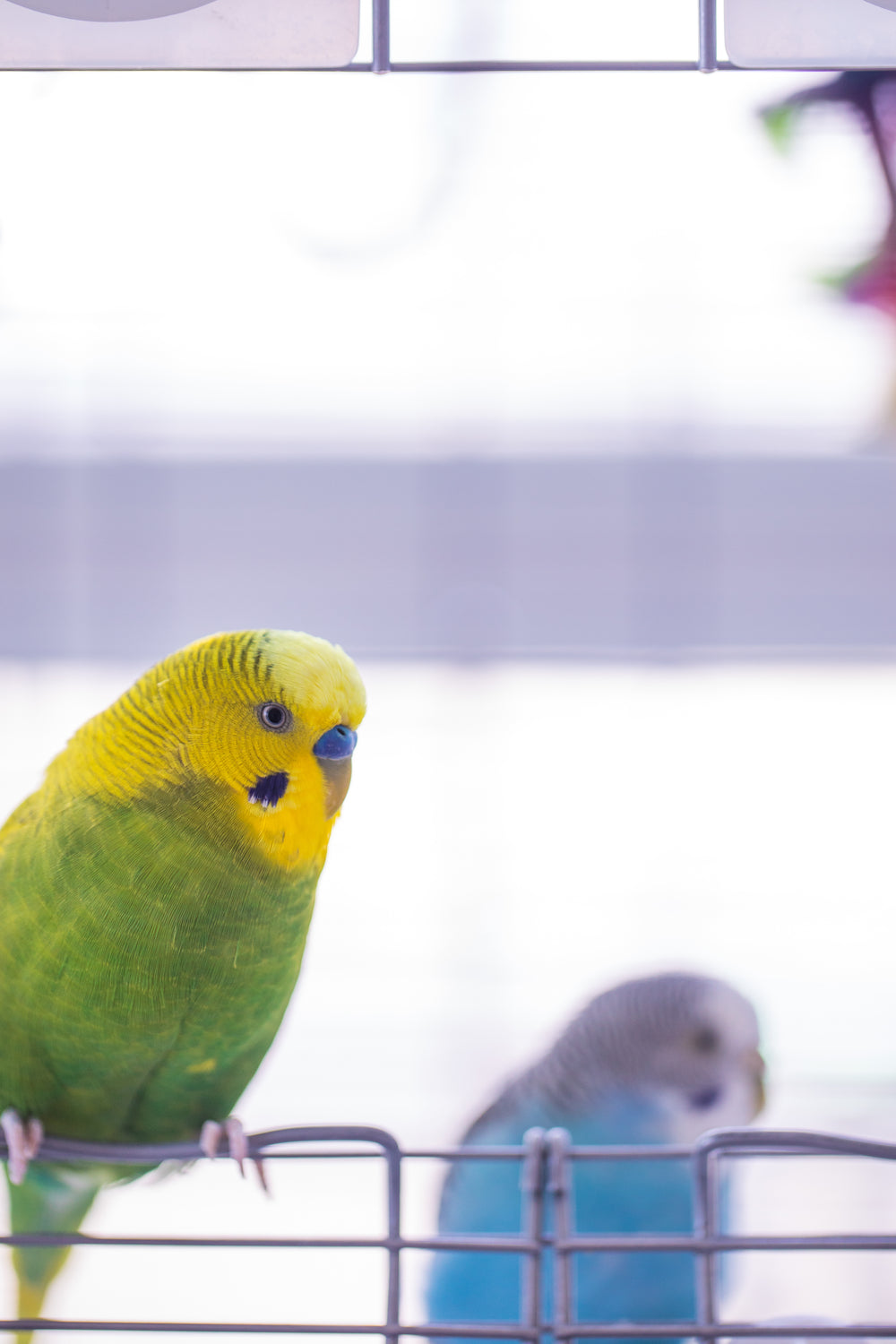 green and yellow bird perched on a silver metal bar