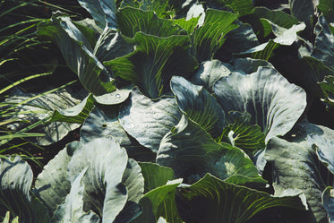 green cabbage in garden