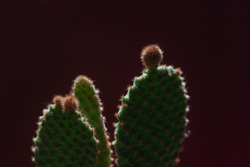 green cactus with orange spikes