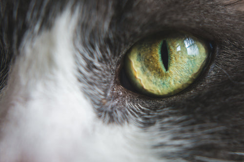 绿色的猫眼