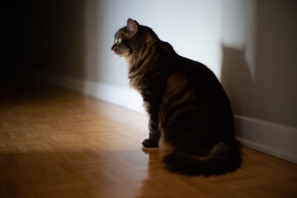 green eyed cat in sunlight