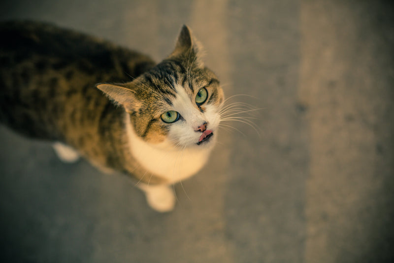 a cat with green eyes - green eyed cat licks lips