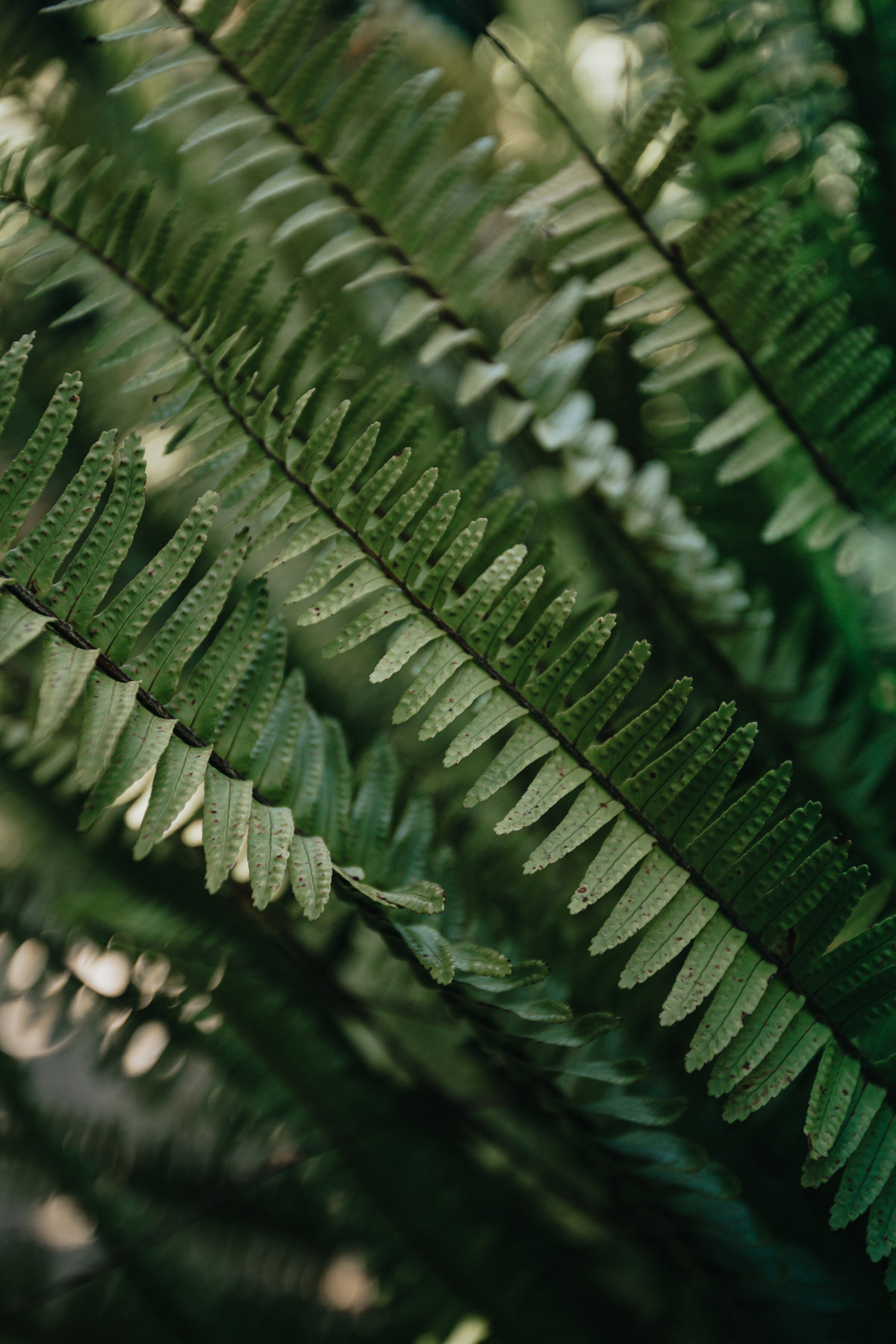 green fern leaves fill frame